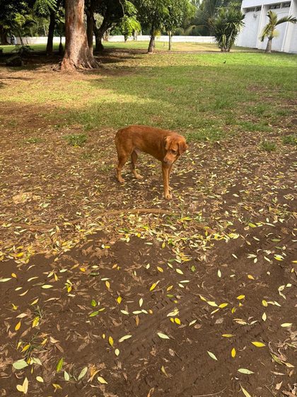 A busy week in Blue Bay: rescues, sterilisations and a fundraiser