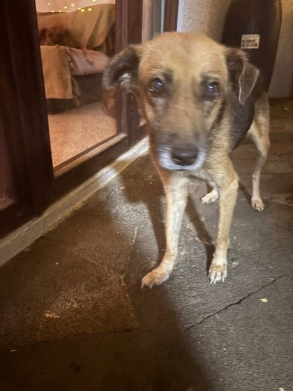 A busy week in Blue Bay: rescues, sterilisations and a fundraiser