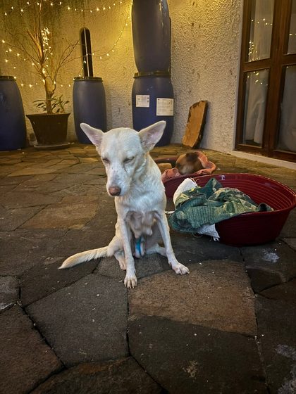 A busy week in Blue Bay: rescues, sterilisations and a fundraiser