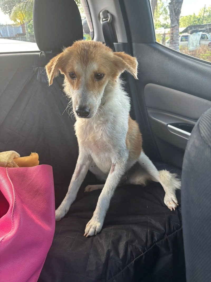 A busy week in Pointe d'Esny: sterilisations, a rescue, and new homes