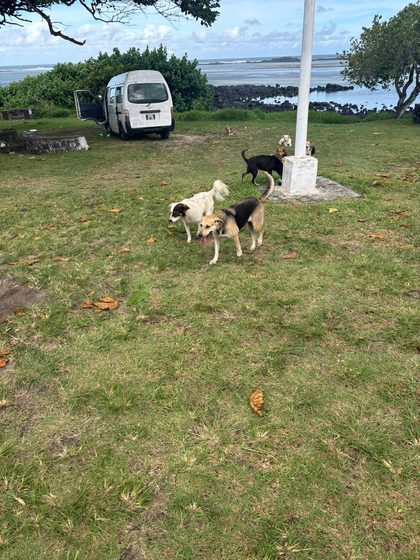 A busy week in Pointe d'Esny: sterilisations, a rescue, and new homes