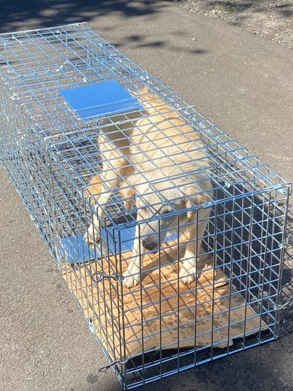 A busy week in Pointe d'Esny: sterilisations, a rescue, and new homes