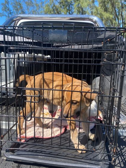 A busy week in Pointe d'Esny: sterilisations, a rescue, and new homes