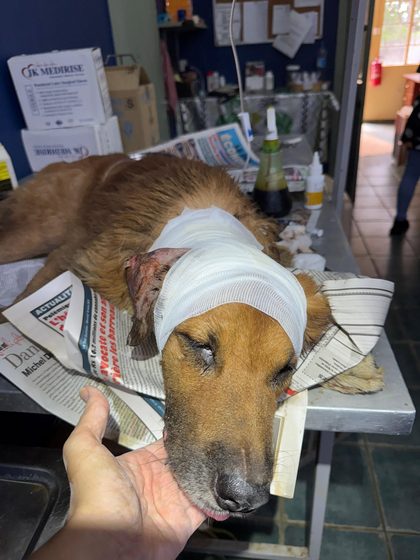 A busy week in Pointe d'Esny: sterilisations, a rescue, and new homes
