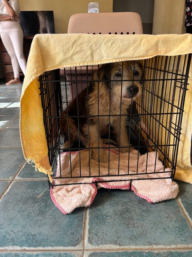 A Full Day: Sterilisation, Rescue and a Reunion with the Airport Dogs