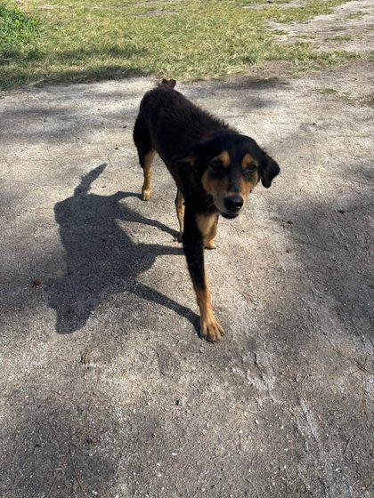 A Full Day: Sterilisation, Rescue and a Reunion with the Airport Dogs