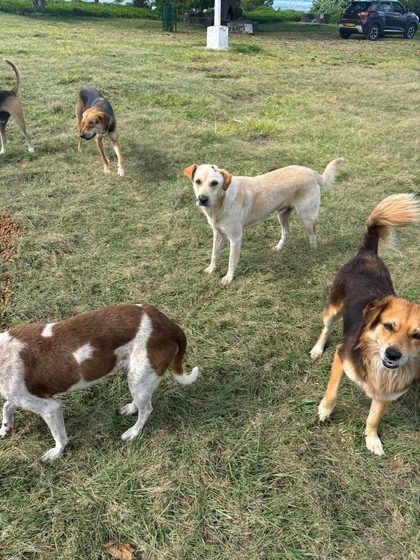 A Full Day: Sterilisation, Rescue and a Reunion with the Airport Dogs