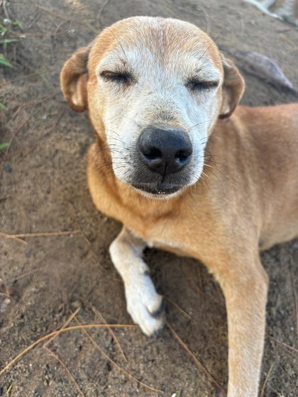 A Full Day: Sterilisation, Rescue and a Reunion with the Airport Dogs