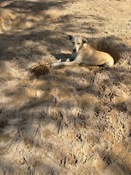 A Full Day: Sterilisation, Rescue and a Reunion with the Airport Dogs