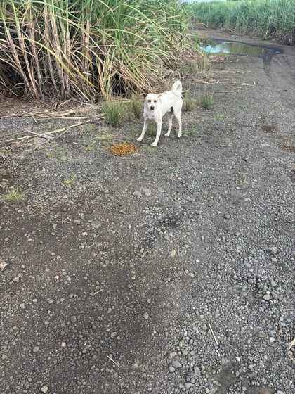 A Full Day: Sterilisation, Rescue and a Reunion with the Airport Dogs