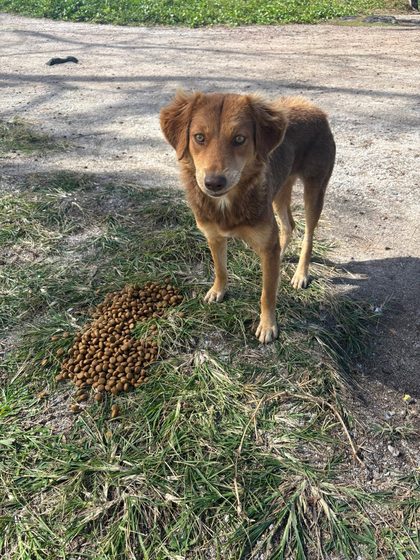 A Full Day: Sterilisation, Rescue and a Reunion with the Airport Dogs