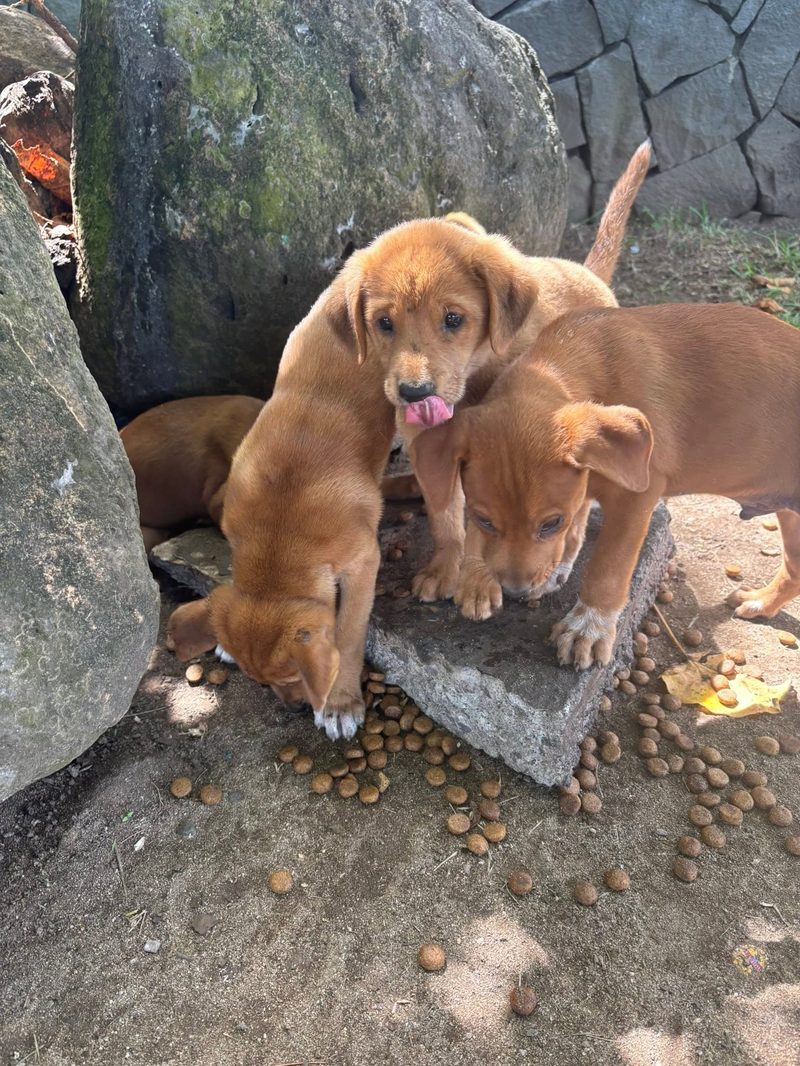 Three brown puppies eating kibble scattered on a stone slab between large rocks