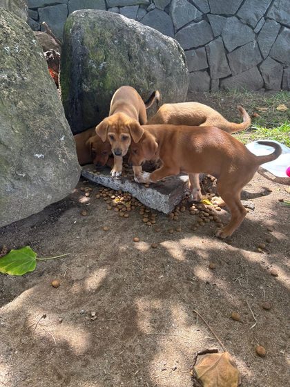 Three brown puppies eating kibble scattered on a stone slab between large rocks