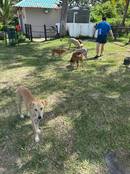 Several dogs on grass in a yard as a man in a blue shirt walks among them