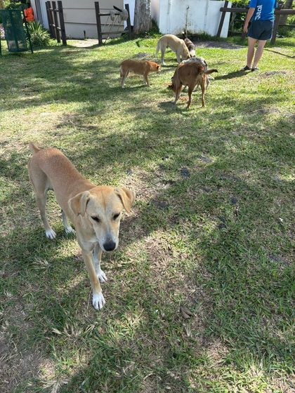 Tan dog stretching in a grassy yard with several dogs and a person in the background