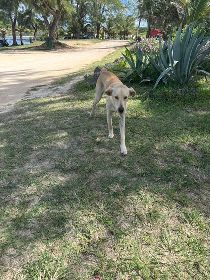 Tan dog walking on grass beside a sandy path lined with palm trees