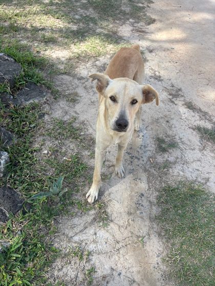 Tan dog with floppy ears standing on a dirt path looking up at the camera