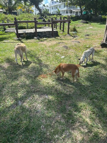 Three dogs eating kibble scattered on grass near a wooden fence and houses