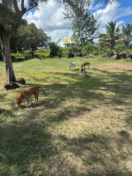 Four dogs graze on grass under palm trees near a yellow house