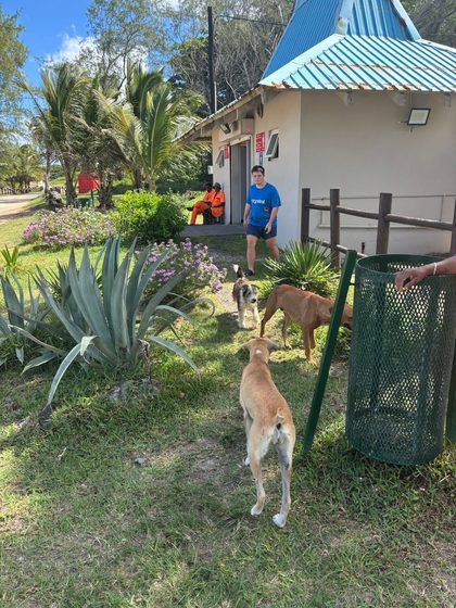 Three dogs stand in a yard near two people outside a small building with a blue roof