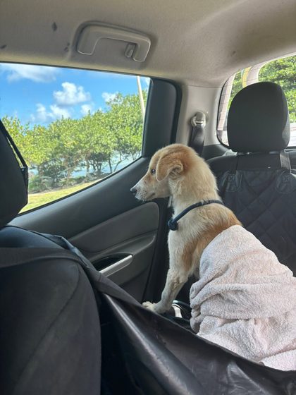 Tan dog with a harness sits on a towel in the back seat of a car, looking out the window