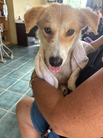 Tan puppy wrapped in a towel held in a person's arms indoors