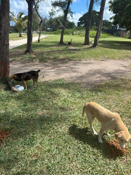 Dogs eating kibble scattered on grass in a park with trees
