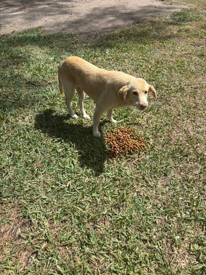 Tan dog standing on grass beside a small pile of kibble