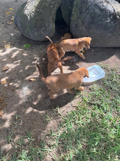 Three tan puppies gather near a white food tray beside large boulders on bare ground