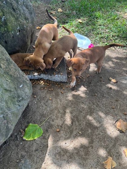 Three brown puppies eating kibble scattered on a stone slab beside a large rock