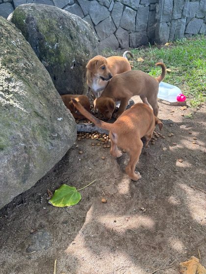 Four brown puppies eating kibble from a bowl beside large rocks outdoors