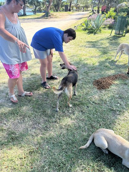 Two dogs walking on grass near a shaded stone wall and coconut husks