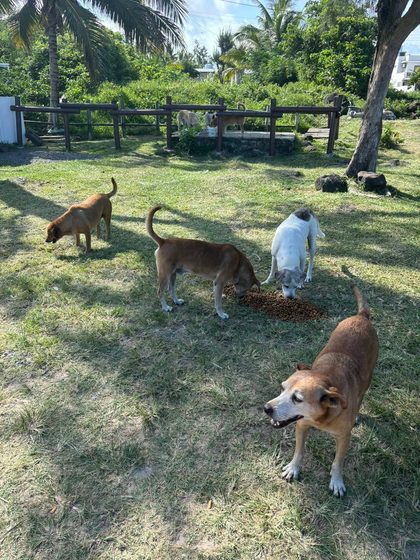 Man petting a brown and black dog on grass as a woman watches, with a pile of kibble nearby