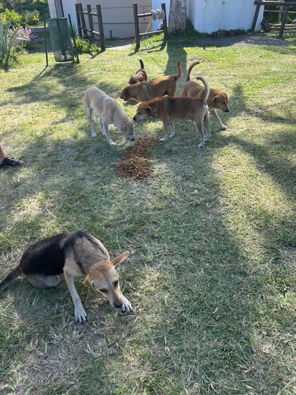 Person petting a dog beside a pile of kibble on grass as three dogs eat and one lies nearby