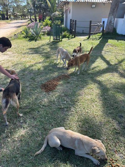 Several dogs roam a dirt yard under trees near a parked white car