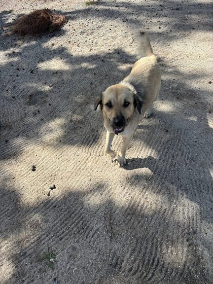 Tan and white dog lying on sand with text overlay reading "Dec 2022 - Feb 2026, RIP Blondie