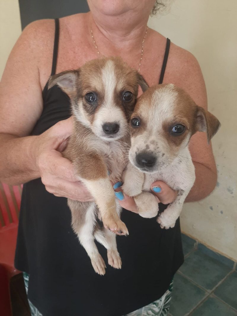 A sterilisation, a small rescue, and four abandoned puppies