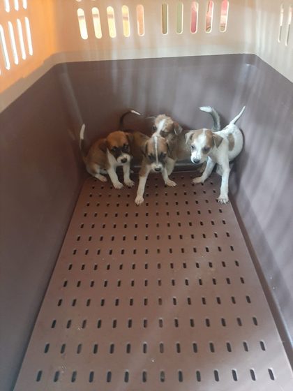 A sterilisation, a small rescue, and four abandoned puppies