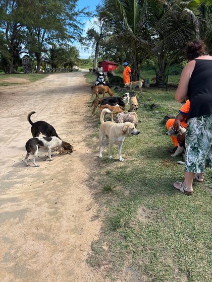 A sterilisation, a small rescue, and four abandoned puppies
