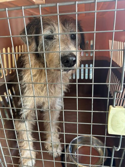A sterilisation, a small rescue, and four abandoned puppies