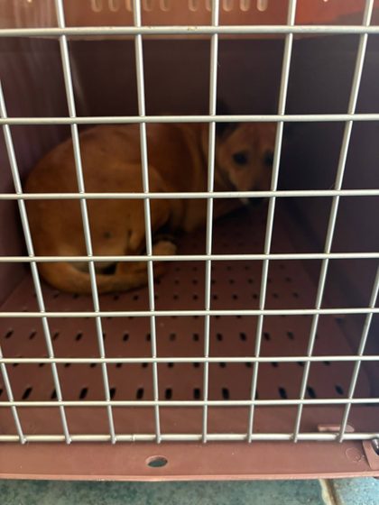 A sterilisation, a small rescue, and four abandoned puppies