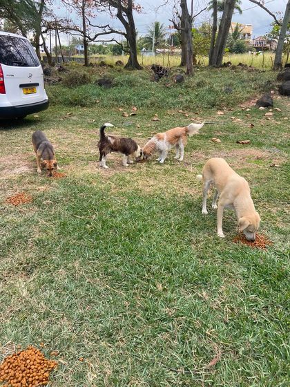 Four dogs eating kibble scattered on grass near a parked van and trees