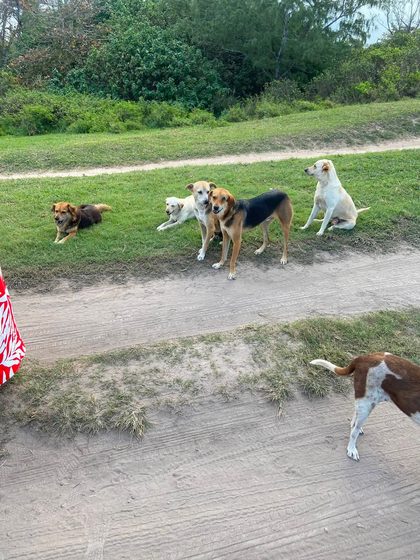 Five dogs gathered on grass beside a dirt path, with a sixth dog approaching in the foreground