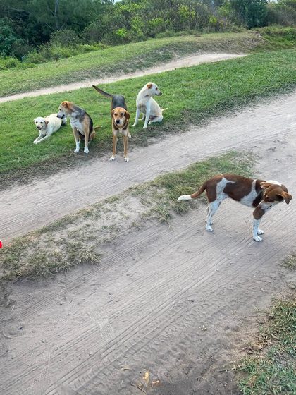 Five dogs on a dirt path, one brown and white dog standing apart from four others on the grass