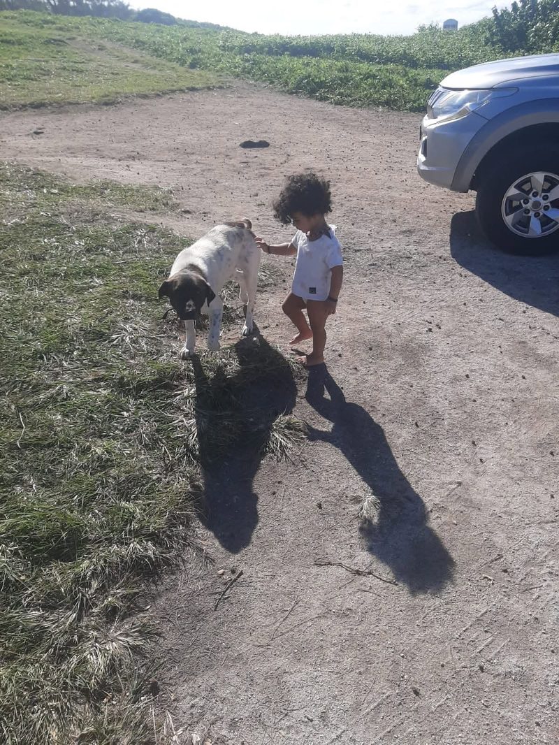 Feeding the Strays of the South
