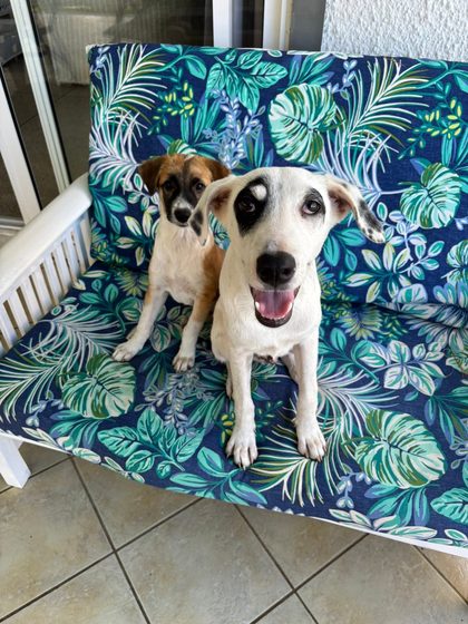Two dogs sit on a leaf-patterned cushioned bench on an outdoor patio