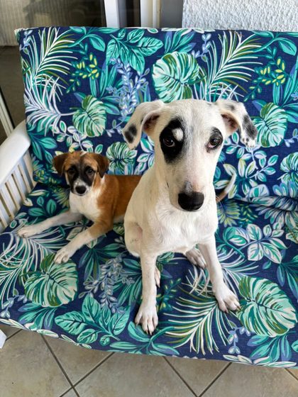 Two dogs sit on a leaf-patterned cushioned bench, one white with black spots and one tan and white