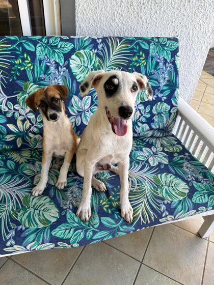 Two dogs sitting on a tropical-print outdoor bench on a patio