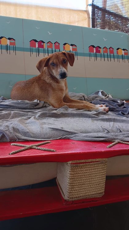 Molly and Mable Find Their Forever Homes