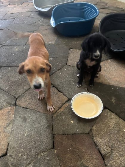 Molly and Mable Find Their Forever Homes